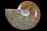Bargain, Polished, Ammonite Fossil - Madagascar #89626-1